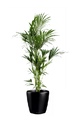 office-plant-kentia-palm-classico